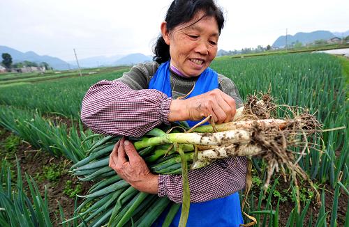 4月21日,在绥阳县蒲场镇高坊子村,农民王英家正在抢收大葱,腾地换种。 在遭受大旱灾之年,有“黔北粮仓”之称的贵州省绥阳县,发动全县干部深入田间,帮助灾区群众解决生产和生活中遇到的实际困难,并推行问责制,力争做到结构调整不荒地,降低损失不减收。到目前为止,全县已完成水稻旱地育苗8000多亩,玉米育苗1.2万亩,调入化肥9100吨、农膜285吨、农药75吨,实施水改旱5.5万亩。 新华社记者 杨楹 摄