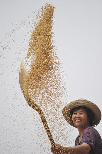 6月18日,山西省运城市新绛县瑞林村麦农卫俊芳在晾晒小麦,扬除其中的杂质。目前,山西小麦主产地的小麦收割进入扫尾阶段,农民抓紧晴好天气抢收抢晒,到处是丰收的繁忙景象。据山西省农业部门田间测产和实打实收结果看,预计今年山西省小麦总产达49.6亿斤,增产3.2亿斤,比上年增产7%左右,夏粮将实现丰产丰收“八连增”。
