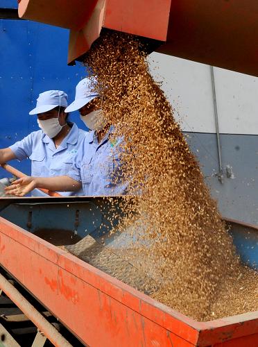 河南省西平县一家粮食仓储企业的员工在检验入库的小麦(7月15日摄)。 记者从河南省粮食局获悉,截至目前,河南省共收购新麦240多亿斤,与去年同期相比大幅减少。有关部门提醒,由于农民手中持有大量粮食,保管储备工作亟待引起重视。 根据往年进度,河南的小麦收购一般到7月底就已基本结束,但今年小麦市场价格一直高于国家最低收购价,故“最低收购价收购”没有启动。河南省粮食局发布的数据显示,截至8月26日,全省各类收购主体共收购新小麦243亿斤,比2010年同期387.5亿斤减少144.5亿斤。目前除中储粮直属企业进行中央储备粮轮换、产销衔接粮收购等业务外,市场收购主体多元化特点十分明显,小麦收购市场相对冷清。 新华社记者 朱祥 摄