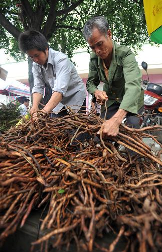 6月23日,在广西百色市靖西县端午药市上,两名男子在归类捆绑中草药材等待销售。近日,始于唐宋、盛于明清的广西靖西端午药市举行,靖西县及其周边县市的药农纷纷将自采自种的中草药拿到靖西县城出售。百色市靖西县靠近中越边境,天气湿热,容易引发瘴、毒、痧等,当地壮族先民们很早就掌握了丰富的中草药知识。根据靖西民间中草药经验,端午节前后的草药药力大、疗效好,每年农历五月初三左右开始,当地药农自发形成端午药市,药市一般在五月初五端午节达到高潮,并持续到初七、初八。新华社记者 陆波岸 摄