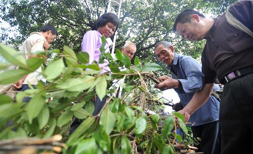 6月23日,在广西百色市靖西县端午药市上,当地群众在选购中草药材。新华社记者 陆波岸 摄
