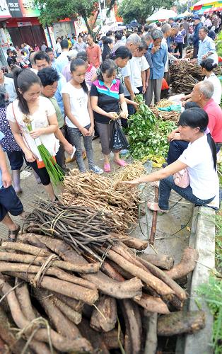 6月23日,在广西百色市靖西县端午药市上,当地群众在选购中草药材。新华社记者 陆波岸 摄