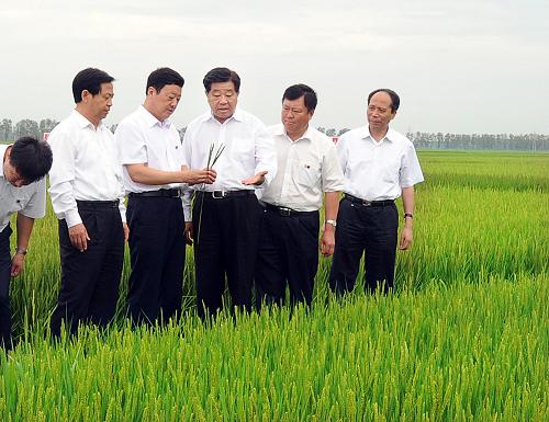 这是7月30日,贾庆林在农垦牡丹江管理局八五七农场水稻示范园仔细查看了解农作物长势情况。 新华社记者 李涛 摄