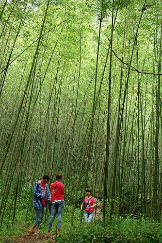 在河南省栾川县重渡沟村,几位游客穿越一片新种植的竹林。目前,森林覆盖率达95%以上的重渡沟景区,已成为国内著名的生态旅游地(2011年6月27日摄)。河南省实施退耕还林工程11年以来,总投资84.5亿元,使1573.2万亩土地披绿,全省森林覆盖率提高了4个百分点,达到22.19%。经综合评估,全省退耕还林工程产生的涵养水源、保持水土、固碳释氧、净化空气、保护生物多样性等生态效益年价值超过500亿元。新华社记者王颂摄
