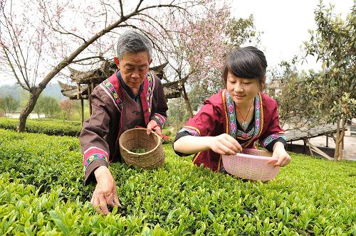 4月6日,恩施市芭蕉侗族乡的恩施玉露传人张世清(左)在生态有机茶园采摘鲜叶。恩施玉露是我国目前保存下来的唯一一种以蒸汽杀青的绿茶,采用一芽一叶、大小均匀的鲜叶为原料,其制作工艺及所用工具古老,分为蒸汽杀青、摊凉、揉捻、整形上光、烘焙、拣选等工艺,所制茶叶外形紧圆、坚挺、色绿、毫白如玉,现被列为湖北省第三批非物质文化遗产保护目录。近年来,湖北省恩施州依托80万亩茶园资源,大力培养玉露工艺传人,使这一传统工艺又焕发了活力。新华社发(沈祥辉 摄)
