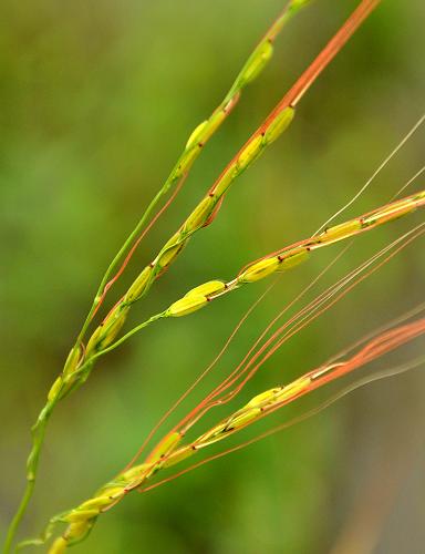 海南发现珍贵野生稻生长点