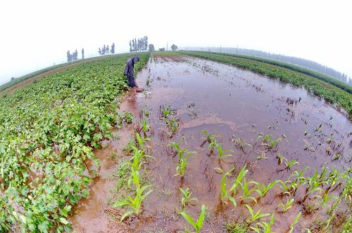 这是新河县南冯召村的一位农民冒雨在田间挖沟排积水(7月11日摄)。记者从河北省民政厅获悉,今年入汛以来,该省因遭受风雹、洪涝等自然灾害,造成125个县(市、区)受灾。截至目前,受灾人口466.74万人,因灾死亡9人,紧急转移安置1.29万人,农作物受灾面积391.76千公顷,绝收面积21.76千公顷,倒塌房屋2564间,严重受损房屋3000间,直接经济损失27.98亿元。新华社记者 杨世尧 摄