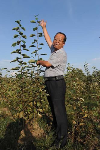 8月21日,在河北省张北县张化线一侧的杨树林更新复壮改造试点,一棵仅保留根部的衰老杨树重新焕发生机。新华社记者 王民 摄