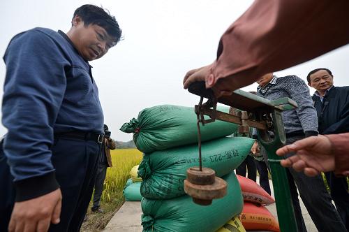 10月17日,在永州市零陵区富家桥镇,工作人员正在将示范基地收割的稻谷称重用于计算亩产量。新华社记者 白禹 摄