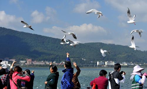 10月30日,游客在昆明滇池草海大坝上观赏红嘴鸥。近日,约3000只来自西伯利亚的红嘴鸥来到云南昆明越冬,“春城赏鸥”季节再次来临。昆明市政府拨款30万元,用于红嘴鸥的投喂与保护。自1985年以来,每年都有大批红嘴鸥飞到昆明越冬,次年3月飞回西伯利亚。昆明市被中国野生动物保护协会授予“中国红嘴鸥之乡”称号。新华社记者 蔺以光 摄
