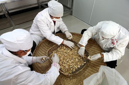 工人在云南省丽江市的一家玛咖加工厂内对玛咖进行初加工(11月12日摄)。新华社记者 张传奇 摄