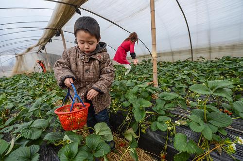 1月18日,在浙江省长兴县画溪街道,五岁的小游客姚鲍尔在采摘草莓。新华社记者 徐昱 摄