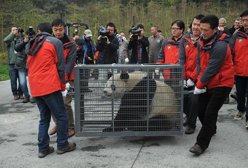 2月22日,在中国保护大熊猫研究中心都江堰基地,工作人员准备将大熊猫“好好”装入笼舍。当日,大熊猫 “星徽”“好好”离开中国保护大熊猫研究中心都江堰基地,踏上前往比利时的旅程。它们将在比利时生活15年,这项大熊猫国际科研合作将创下海外大熊猫租借期时间最长的纪录。“星徽”“好好”将落户于距离比利时首都布鲁塞尔市中心约60公里的天堂动物园,居住在有着5300平方米的熊猫馆中。新华社记者 薛玉斌 摄