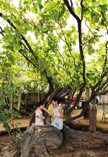 8月31日,西山场村的两名儿童在自家庭院内一棵有130年历史的古葡萄树下玩耍。新华社记者杨世尧摄