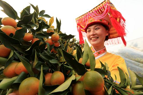 11月19日,在广西柳州市融安县大将镇三马屯果园,一名瑶族姑娘在采摘金橘。日前,国家质检总局正式批准广西柳州“融安金橘”成为国家地理标志产品。融安金橘有260多年的种植历史,目前,该县金橘种植面积已达5226.6公顷(7.836万亩),年产金橘鲜果5.86万吨,产值预计将达到2亿多。广西融安县为目前全国最大的金橘产区。新华社发(谭凯兴 摄)