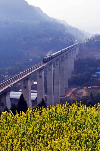 3月24日,巴中至成都的旅客列车行驶在乐巴铁路吴家河大桥上。3月23日,随着一辆满载旅客的列车徐徐驶出四川巴中火车站,革命老区巴中终于告别了没有铁路客运的历史。 巴中市位于四川东北部大巴山腹地,曾是川陕革命根据地的中心,由于山高路远、经济落后,巴中市很长一段时间里都没有铁路。 2002年,广巴铁路乐坝至巴中段开始规划,2006年开工建设,2009年底,广巴铁路乐巴段正式建成,结束了巴中不通铁路的历史,但限于当时的通行条件,这条线路上仅开通了货运列车。今年3月,400万巴中老区人民终于实现了铁路客运梦。据巴中车站负责人介绍,巴中至成都间每天开行1对旅客列车,途中停靠绵阳、江油、广元南站,全程用时8个半小时。新华社发(曹宁 摄)