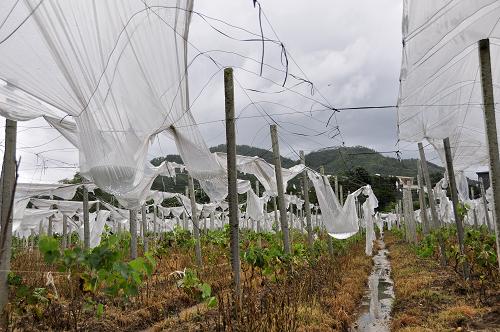 8月18日,在广西东兴市东兴镇河洲村,一个葡萄种植基地被暴雨袭击。新华社发(陈义才 摄)