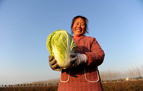 在怀远县古城乡,当地菜农在采摘大白菜,以每斤0.3元的价格卖给蔬菜专业合作社(12月18日摄)。