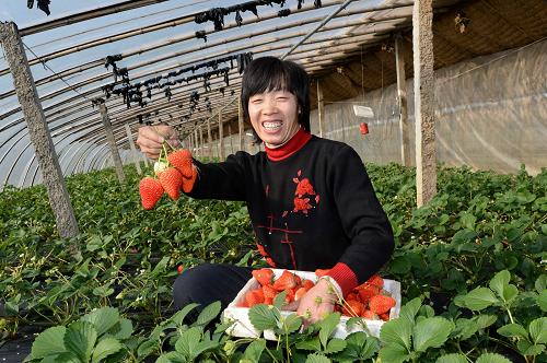 1月21日,郝宋庄村农民龙爱云在自家的大棚内展示刚采摘的草莓。新华社记者 杨世尧 摄