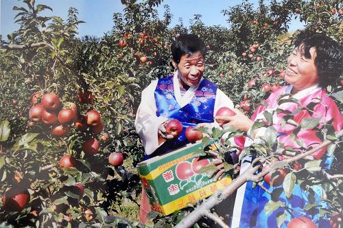 李虎春与老伴南顺善在果园里采摘苹果(2013年3月16日翻拍资料照片)。新华社记者 林宏 摄