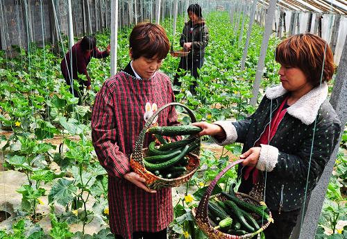 4月18日,王玲(前左)在农场的蔬菜大棚里和工人一起采摘黄瓜。新华社发(董乃德 摄)