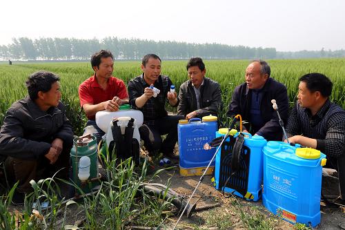 5月3日,在安徽小麦主产区淮北市,淮北濉溪县华磊合作社的农技人员在韩村镇双沟村指导农民在田间开展小麦“一喷三防”工作。新华社发(万善朝 摄)