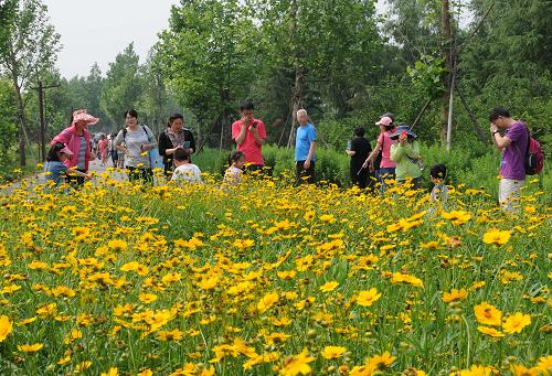 6月11日,游客在北京南海子公园游玩。北京市南海子公园位于北京城南中轴延长线,地处北京主城区、亦庄新城和未来大兴新城中间的核心地带,是北京四大郊野公园之一,也是北京市最大的湿地公园。据了解,南海子地区曾是北京城市一处面积庞大的生活垃圾和建筑垃圾非正规填埋场,废水横流,垃圾成山,周边空气、土壤和地下水受到严重污染。2010年,北京市按照生态保护的规划要求,对南海子地区的废弃池、垃圾场、水体、土壤进行整体生态整治,采用挖湖堆山、引水入园、植树种草、再现文化等方式进行景观再造与生态更新,重点建设了湿地景观、生态休闲等功能区,突出历史文化特色,彻底改变了原来垃圾遍地、临建满街的面貌,使这里变成了一个鸟语花香、水清林茂的综合生态公园胜景。新华社发(王振 摄)