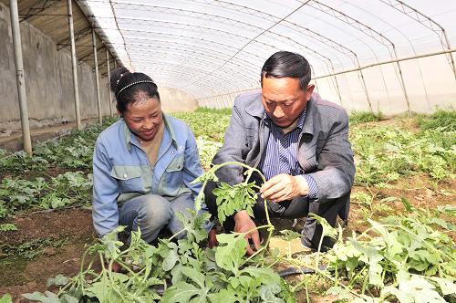 6月17日,张际明在指导藏族姑娘普芝为西瓜吊秧。51岁的张际明是西藏日喀则地区白朗县远近闻名的蔬菜瓜果种植“农民专家”。张际明原本是山东省济南市历城区唐王镇农民,2000年,他和老伴儿韩作英作为农民技术员随山东济南第二批援藏干部来到白朗县,负责蔬菜种植技术的推广。13年过去了,其他技术员陆续回了山东,张际明夫妇坚持留了下来。他们长年奔波在田间地头,手把手地教当地藏族农民种植蔬菜瓜果,与他们结下了深厚的情谊。新华社发(刘坤 摄)