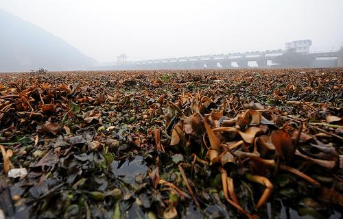 1月7日,从上游飘来的水葫芦在杭州桐庐县的富春江大坝段形成了密密麻麻的“水葫芦带”,并开始腐烂。近日,大批已经腐烂的水葫芦从上游漂下富春江,在杭州市桐庐县富春江大坝处形成绵延约一公里的“水葫芦带”,密密麻麻的水葫芦遮蔽了曾经风光旖旎的富春江。在水葫芦周围的水域,水已经变得混浊不堪,发出阵阵恶臭。据现场负责打捞水葫芦的杭州市桐庐县相关人员介绍,目前他们每天要打捞20多车、约60吨左右的水葫芦,但由于上游飘来的水葫芦不断,富春江大坝附近的“水葫芦带”还在向上游蔓延。新华社记者 王定昶 摄