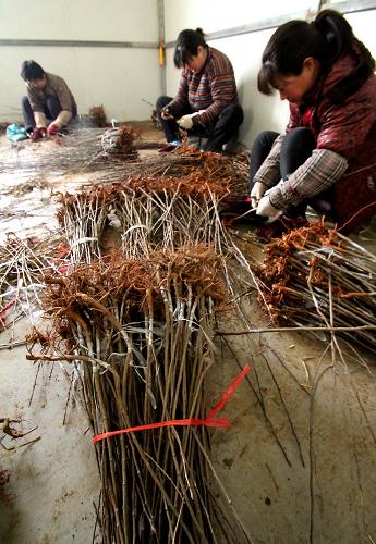 2月23日,工人在山东省郯城县郯城街道城北花卉苗木种植基地嫁接海棠树。新华社发(张春雷 摄)
