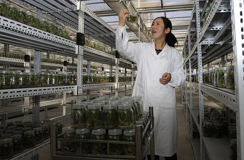工作人员在宁夏六盘山(隆德)花卉研究所查看切花百合的组培脱毒苗(3月8日摄)。新华社发(李然 摄)