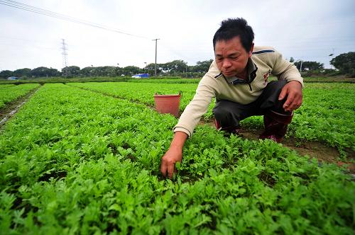 11月21日,在海南省海口市郊的蔬菜基地,菜农在为刚补种的茼蒿除草。新华社记者 郭程 摄