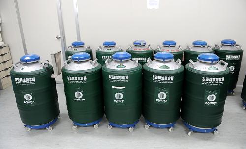 这是11月22日在河南省人类精子库里拍摄的用于存储精子的液氮存储罐。河南省人类精子库设在郑州大学第三附属医院,主任李玉山介绍:前来供精的志愿者在签署知情同意书之后,要进行初步筛查,初筛符合条件后,还需要接受进一步的检查,达到健康检查标准,就可以供精了。“这两年捐精的人数正在逐步增加,但能达到精子库前期质量要求的志愿者人数只在20%左右。”李玉山说,精子库的精子要在20分钟内从零上37摄氏度冷冻到零下196摄氏度,这200多摄氏度的落差,只有在男士精子质量密度及精子活动能力非常好的情况下,才能经过整个冷冻过程,如质量稍差,精子在冷冻过程中就达不到标准。据介绍,河南省精子库自成立以来,捐献者和精子存量一直在17家人类精子库中排名靠前。近两年来,河南省精子库每年约增加供精者1000多名,至今累计已有6400名志愿者。新华社记者 李博 摄