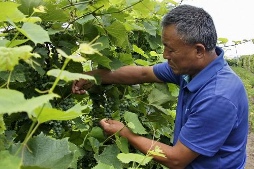 内蒙古通辽市敖力布皋镇村民安军在查看葡萄的生长情况(8月9日摄)。 内蒙古通辽市科尔沁区东北部的敖力布皋镇位于科尔沁沙地边缘,土地沙化严重,农牧民收入难以得到提高,长期以来生活较为贫困。近年来,敖力布皋镇广大农牧民结合沙地日照时间长、温差大等地理特点引进了适合沙地生长的公酿、优红、双红、北冰红等不同葡萄品种,结合先进的葡萄加工技术,走上葡萄产业化发展道路。目前全镇葡萄保有面积达6500亩,2012年将有800亩葡萄挂果。在不断积极探索中,当地农牧民的生活状况也有了很大改善。新华社记者 赵婷婷 摄