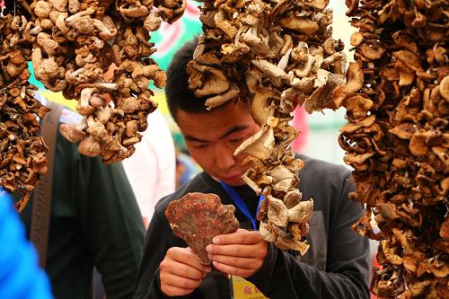 8月25日,一名男子在交易会上观看展出的野生灵芝。新华社记者 龚兵 摄