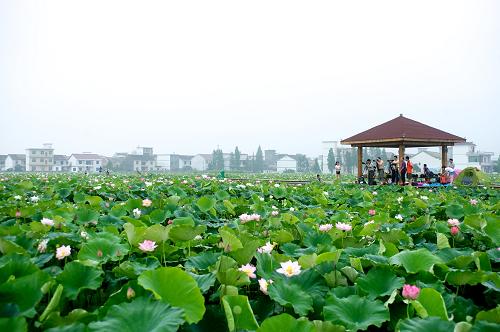 临澧县莲花公园图片