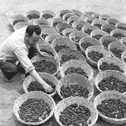 1981年,威海市孙家疃公社水产大队捕参小组渔民在晒干准备交售的海参。由于实行了专业承包联产计酬的生产责任制,当年4至6月共捕捉海参(干参)700余斤,超过定产200余斤。新华社发