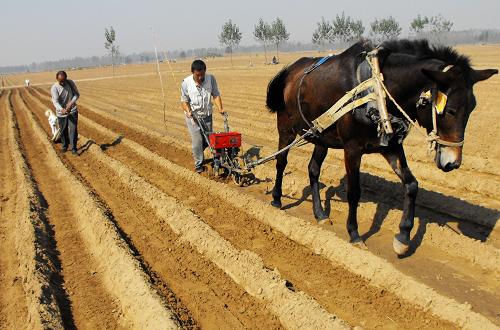 粮食日里收种忙