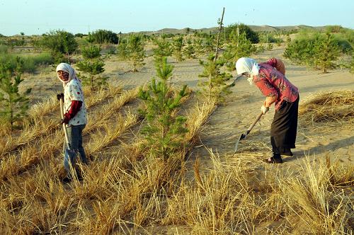 宁夏白芨滩防沙林场员工在毛乌素沙地边缘扎草方格治沙(6月9日摄)。 “宁夏多栽一棵树,北京少落一粒沙。宁夏要建成祖国西部生态屏障,为保护国家生态安全作贡献。”宁夏回族自治区党委书记陈建国日前接受记者专访时说。 被三大沙漠围困的宁夏从去年开始举全区之力,计划用5年时间建设6个百万亩生态防护体系,构筑起四道大型生态保护屏障,阻断西北部风沙通过宁夏侵害我国腹地和京津地区的通道,保护国家生态安全。 新华社记者 刘泉龙 摄