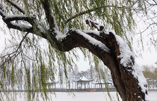 12月15日,武汉东湖公园的树上已有不少积雪。当日,武汉市降下今年入冬的第一场雪。新华社记者 程敏 摄