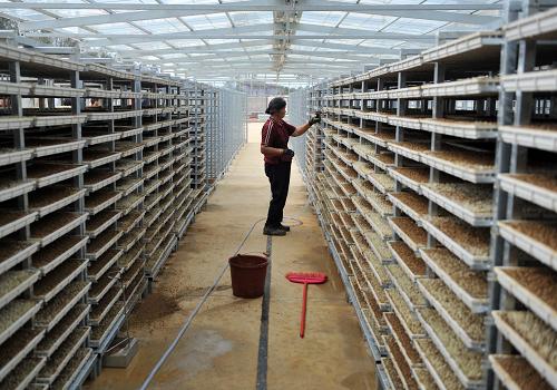 3月20日,在广西桂平市石龙镇振龙农机专业合作社育秧工厂,工人在为秧苗浇水。目前,工厂已接到代育5600亩秧苗的订单。目前,广西桂平市春耕生产工作正在有序推进。为缓解春耕压力,桂平各乡镇建立起了集中育秧工厂。参与群众只需承担种子、薄膜等成本,到插秧季节,直接到地里取苗插秧。秧苗平时由技术水平高的种植户代管,农业部门也会派人下来指导。新华社记者 周华 摄