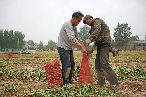 5月22日,金乡县两位蒜农在田间整理收获的大蒜。新华社发(李方宇 摄)