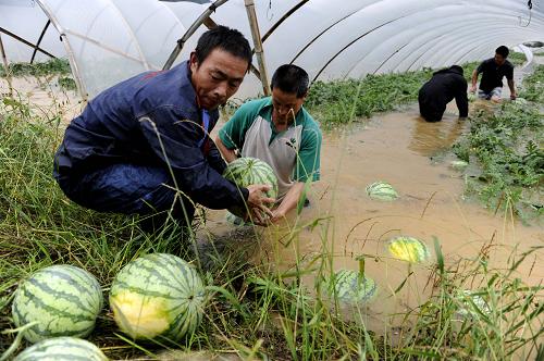 6月15日,浙江省开化县华埠镇华东村西瓜种植户在被大水淹没的大棚中抢收西瓜。新华社发(梁臻 摄)