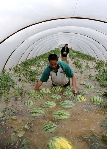 6月15日,浙江省开化县华埠镇华东村西瓜种植户在被大水淹没的大棚中抢收西瓜。新华社发(梁臻 摄)