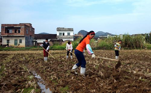 1月14日,广西柳城县马山乡农民在平整稻田,准备培植冬木耳。新华社记者 张爱林 摄