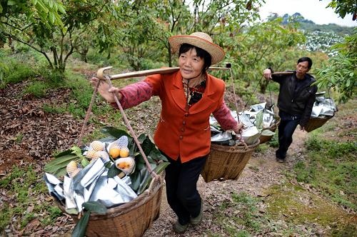 “枇杷之乡”早熟枇杷俏市场 福建省莆田市常太镇利洋村果农挑着刚刚采摘下的早熟枇杷回家(3月27日摄)。 阳春三月,素有“枇杷之乡”美誉的福建省莆田市常太镇1万多亩早熟枇杷喜获丰收。近年来,常太镇大力发展山区特色农业,目前全镇枇杷种植面积达6万多亩,年产枇杷超过1万吨,俏销国内市场,枇杷生产成为当地农民致富的支柱产业。 新华社记者 张国俊 摄