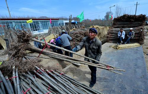 苗木大丰收 3月27日,青海省乐都县新盛村村民高存仁在搬运准备运往宁夏的树苗。 入春,全国各地的苗木采购商来到青海省乐都县新盛村采购苗木。随着近年来公众环保意识的提高,绿化造林为新盛村带来了无限商机,苗木种植已成了当地农民收入的重要途径。 新华社记者 王博 摄