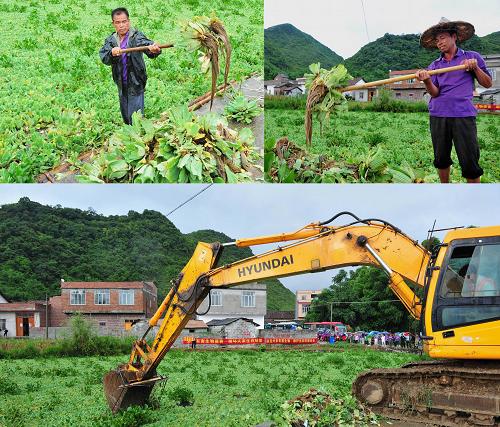 全国外来入侵物种大薸灭除活动在广西启动 6月27日,在广西来宾忻城县思练镇石龙村上尧屯,村民在打捞思练河上的大薸(拼版照片)。 当日,由农业部举办的全国外来入侵物种大薸灭除活动在广西来宾市忻城县举行启动仪式。活动的主题是“铲除外来生物,建设美丽家园”。启动仪式后与会人员来到忻城县思练镇石龙村现场灭除大薸。 大薸又名“肥猪草”“水浮莲”,因其形酷似大白菜,又被称为“水白菜”。原产巴西,明末进入我国,20世纪50年代被作为猪饲料在我国推广栽培。“水白菜”在平静的淡水湖泊、水库、沟渠中极易繁殖,大面积聚集水面时,会堵塞航道,影响水产养殖,导致沉水植物死亡,危害水生生态系统。 新华社发(樊绍光 摄)