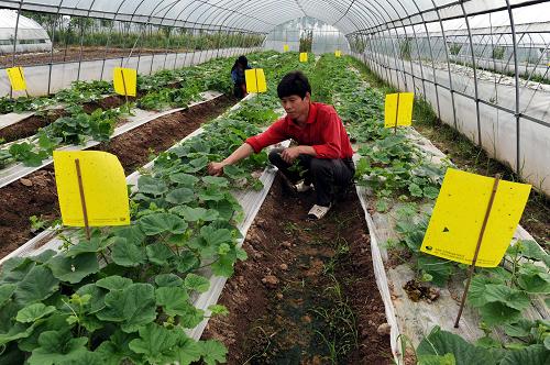 5月16日,江西崇仁县群惠蔬菜专业合作社的社员在装有粘虫板的蔬菜大棚里给甜瓜整枝、除草。近年来,江西省崇仁县在发展蔬菜生产中建立绿色防控一体化体系,严格按照无公害蔬菜生产技术操作规程,建立基地投入管理制度、审查档案制度、产品检测制度、准出制度、追溯管理制度等一系列制度,并采用“四膜一帘”(大膜、中膜、裙膜、地膜、草帘),安装了滴灌、电热管等设施,以及太阳能杀虫灯、性诱剂、粘虫板等高科技含量的绿色防控措施,使基地产品真正达到无公害、绿色蔬菜标准。目前,全县15个乡镇都建立了200亩以上的标准化蔬菜生产基地。新华社记者 宋振平 摄