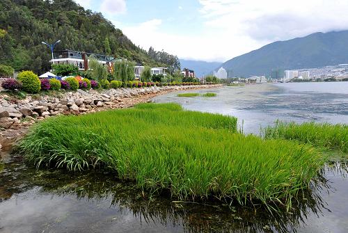 这是云南大理洱海公园内的一片生态湿地(6月19日摄)。近年来,云南省大理白族自治州加快洱海治理步伐,以节能减排、生态工程等为重点,加大环湖生态修复工程的建设力度,从源头上减轻洱海富营养化程度,以保护洱海水质。目前,在环洱海流域已经建成13块共1万多亩的生态湿地,洱海的水生植被及生物多样性逐步恢复,湖泊自净能力有所提高,水质总体保持在II类。1996年和2003年,洱海遭遇两次大面积蓝藻暴发,水质一度降到IV类。新华社记者 蔺以光 摄